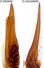 Image result for Delplanqueia inscriptella