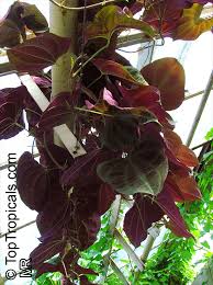 Image result for Dioscorea hirtiflora