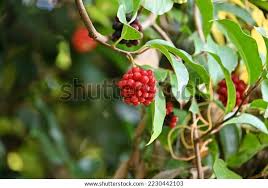 Image result for Ixora longipedunculata