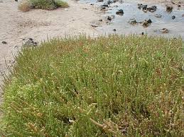 Image result for Sarcocornia perennis