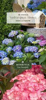 Love Hydrangeas Get To Know These Blooming Beauties A Bit Better With 10 Fun Facts Growing Hydrangeas Flower Garden Flower Landscape