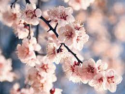 Fiori Di Pesco Significato Storia E Quando Sbocciano Ohga