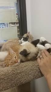 It' is situated in one of those smaller group of stores, but there is plenty of parking. Tropical Fish Store Animal House Pet Shop Reviews And Photos 358 Warner Milne Rd