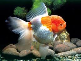 Download, share and comment wallpapers you like. Inilah 20 Jenis Ikan Koki Goldfish Oscar Fish Oranda Goldfish