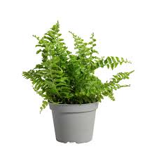 Image result for ledviník