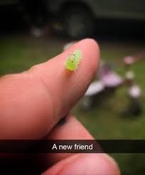 9gag Go Fun The World S Instagram Photo Henlo By Wanderingwithcircles 9gag Nature Cute Little Animals Funny Animal Memes Cute Animals