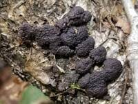 Image result for Hypoxylon multiforme