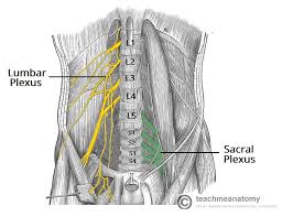 This is the only place that has 3 orifices. The Lumbar Plexus Spinal Nerves Branches Teachmeanatomy