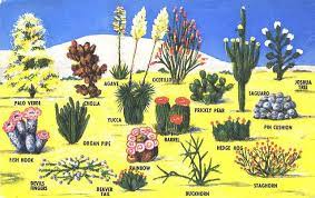 Plants Desert Cacti And Flora Desert Plants Desert Landscaping Plants