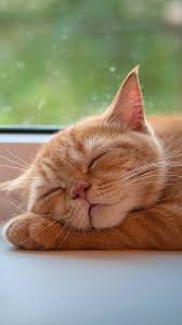 Guruwithin Http Yellowblog Tumblr Com Post 100669468987 Guruwithin By Http J Mp Tumbletail Cute Cats Cute Animals Cat Sleeping Positions