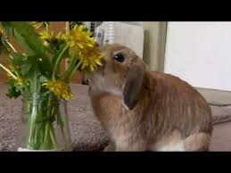 ウサギはタンポポの花も食べるです タンポポウサギのチャップ Youtube