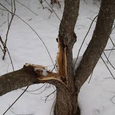 How to repair a split tree by bryan cass. Winter Injury To Trees Shrubs Greenweaver Landscapes