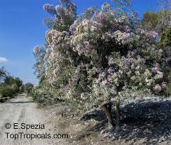 Image result for Vernonia calvoana
