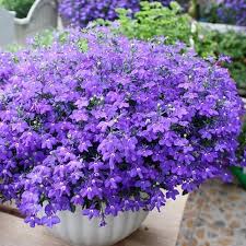 Maybe you would like to learn more about one of these? Spot Purple Aesthetic Flower Seed Romantic Companion Shopee Philippines