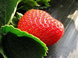 Popular Strawberry Varieties Strawberry Plants Org
