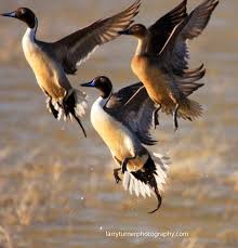 Black And White Duck Species Does Anyone Have A Guess As To Which Species These Waterfowls Are Duck Species Goose Hunting Bird Hunting