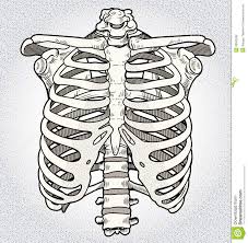 You can enhance your drawing skills. Ribcage Stock Illustration Illustration Of Anatomy Skeleton Drawings Rib Cage Drawing Anatomy Art