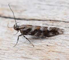 Image result for Ericinella