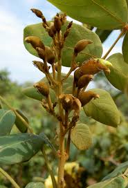 Image result for Markhamia obtusifolia