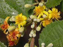 Image result for Grewia pachycalyx