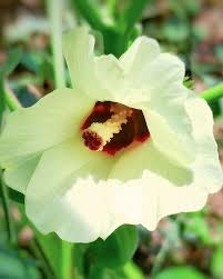 Image result for Stellaria mannii