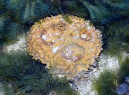 Image result for Ophrestia radicosa