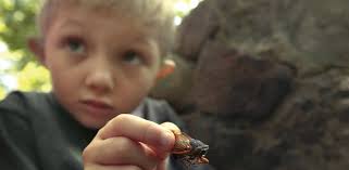 Cicadas create a buzz in East Coast
