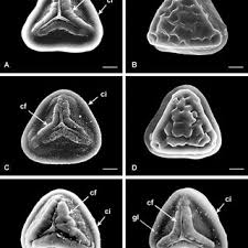 Image result for Pteris muricella