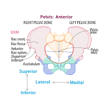 Pin By Kate On Https Drawittoknowit Com Pelvic Girdle Gross Anatomy Human Anatomy And Physiology