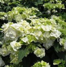 Hydrangea macrophylla or bigleaf hydrangea is the most commonly grown hydrangea plant. Wedding Gown Hydrangea From Garden Debut