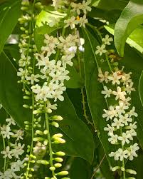 Image result for Citharexylum