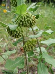 Image result for Asclepias grandirandii
