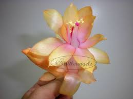 A christmas cactus is easy to grow but, unlike most cacti, it does not like to dry out. Rare Honolulu Sun Christmas Cactus Schlumbergera Big Full Plant On Sale Christmas Cactus Christmas Cactus Plant Thanksgiving Cactus