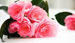 Flowers rose gif flowers rose bouquet discover share gifs. 10 Most Romantic Flowers For The Woman You Love