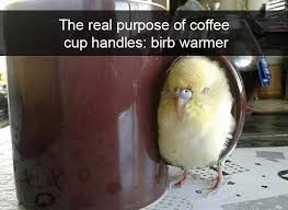 10 Funny Bird Snapchats That May Leave You With The Biggest Smile Funny Birds Cute Animals Funny Animal Pictures