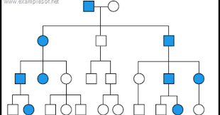 Pedigree Chart Autosomal Dominant Disorders Biology Exams 4 U Pedigree Chart Teaching Biology Biology Teacher