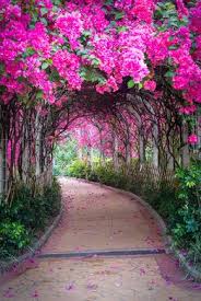 Un Chau Estate Flower Tunnel Beautiful Flowers Garden Beautiful Landscape Wallpaper Flower Landscape