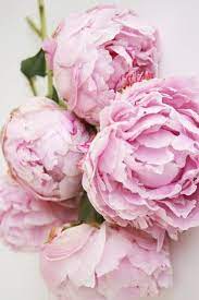 The Essence Take Me Back To A Happy Time Flower Wallpaper Flowers Cute Flower Wallpapers