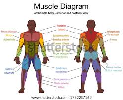 Overview product description the muscles of the shoulder and back chart shows how the many layers of muscle in the shoulder and back are intertwined with the other relevant systems and muscles in adjacent areas like the spine and neck. Shutterstock Puzzlepix