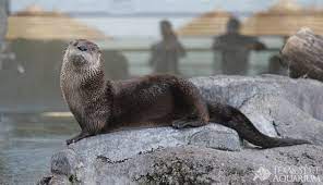 Meet Our Otters From Texas State Aquarium Meet Ari And Merlin The North American River Otters In Texas State Aquar North American Wildlife River Otter Otters