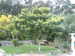 Image result for Eriobotrya