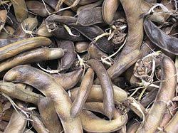 Look through examples of kacang polong translation in sentences, listen to pronunciation and learn grammar. Kacang Parang Wikipedia Bahasa Melayu Ensiklopedia Bebas