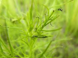 Image result for Rhamphicarpa