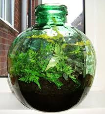 How To Create And Grow A Terrarium Bottle Garden Our House Plants Bottle Garden Plants In Bottles Garden Terrarium