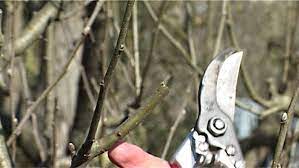 It has 25 trees including varieties of apples, pears and plums. Gardening Pruning Apple Trees Abc None Australian Broadcasting Corporation