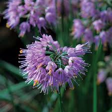 Many gardeners combine their purple the purple robe locust boasts elegant leaves as well as gorgeous purple flowers and can grow up to fifty feet tall. Perennials For The Edge Finegardening