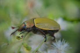 Image result for Bystiscus betulae grapevine