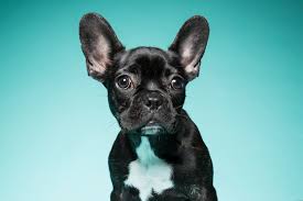 All our puppies come with a one year guarantee. Here S Why Los Angeles Is Obsessed With French Bulldogs Los Angeles Magazine