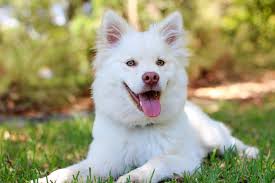 Sustantivo de género exclusivamente masculino, que lleva los artículos el o un en singular, y los o unos en plural. Seu Cachorro E Feliz Faca Um Teste E Descubra Boas Novas