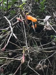 Image result for Eriosema cordatum